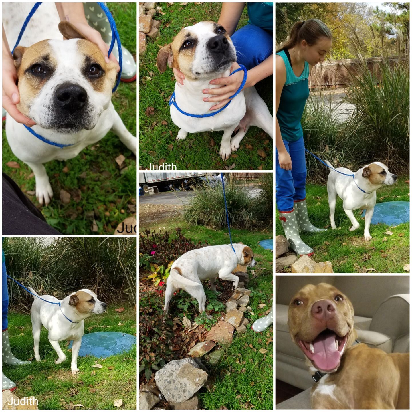 Adoptable pet of the week